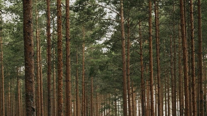 Главная картинка новости: Лесопользователь в Гороховецком районе нарушил правила заготовки древесины