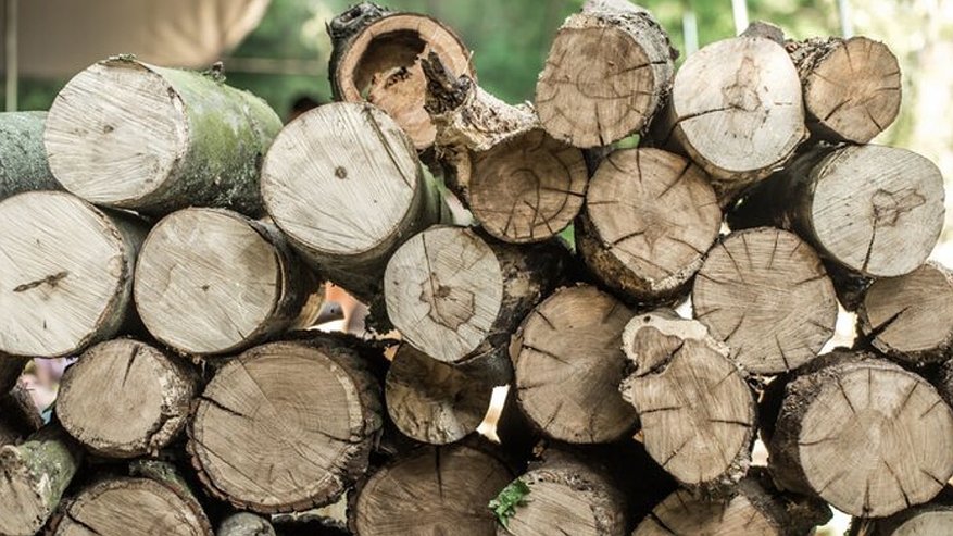 Главная картинка новости: Россельхознадзора удостоверился: лесоматериалы из Владимирской области безопасны