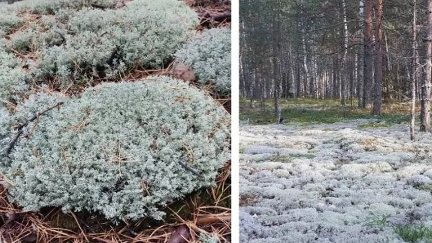 Главная картинка новости: В заказнике под Камешковом обнаружили следы незаконной заготовки мха ягеля
