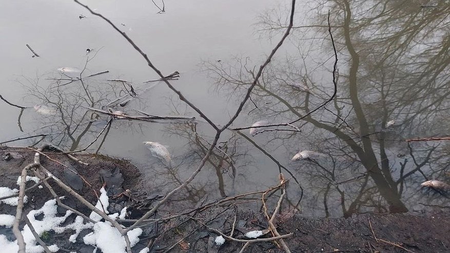 Главная картинка новости: Во Владимире возбудили уголовное дело после гибели рыбы в пруду на улице Добросельской