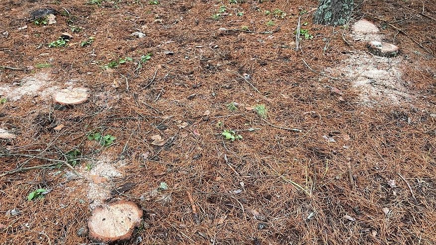 Главная картинка новости: В Селивановском районе выявили незаконную рубку берёз на сумму 120 тысяч рублей