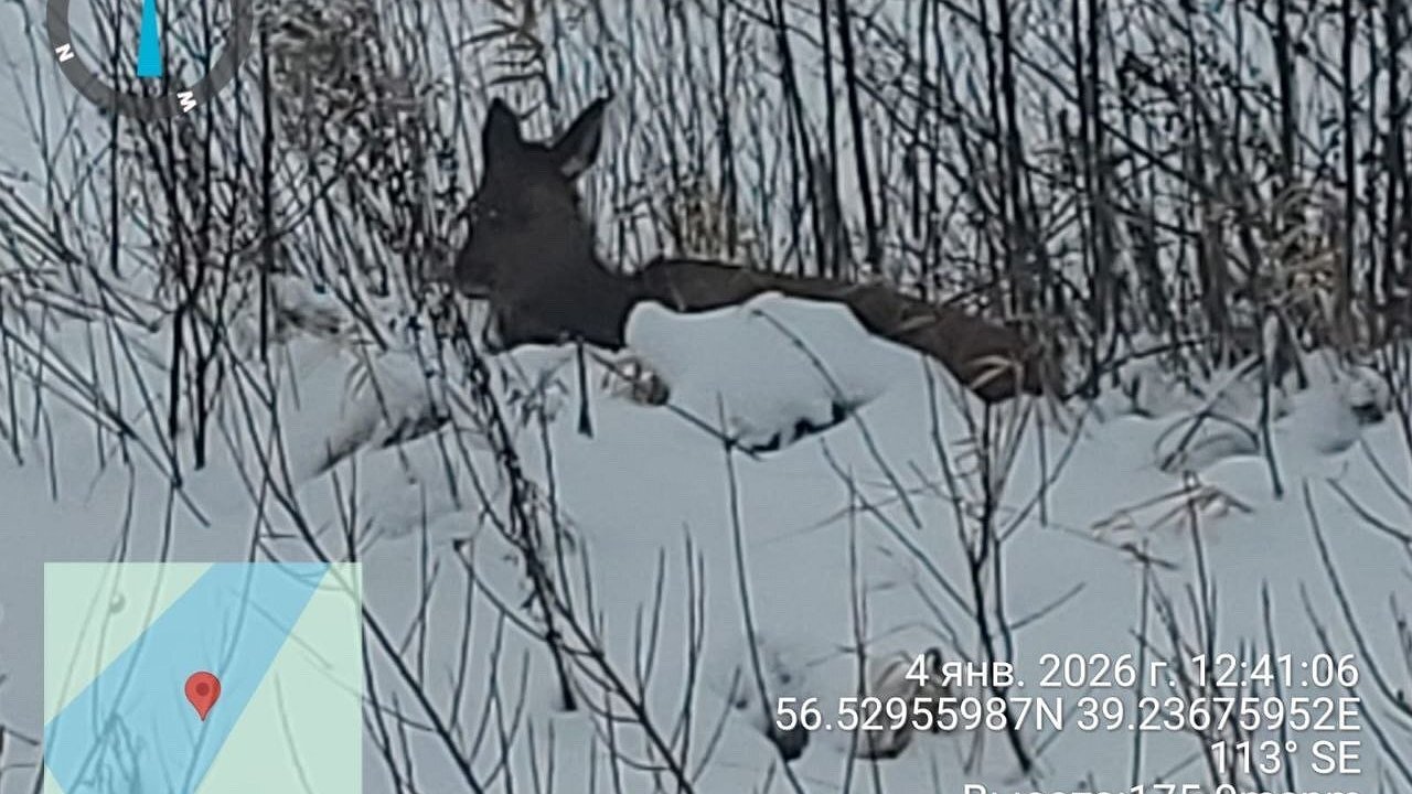 Главная картинка новости: Во Владимирской области обнаружили одинокую особь пятнистого оленя