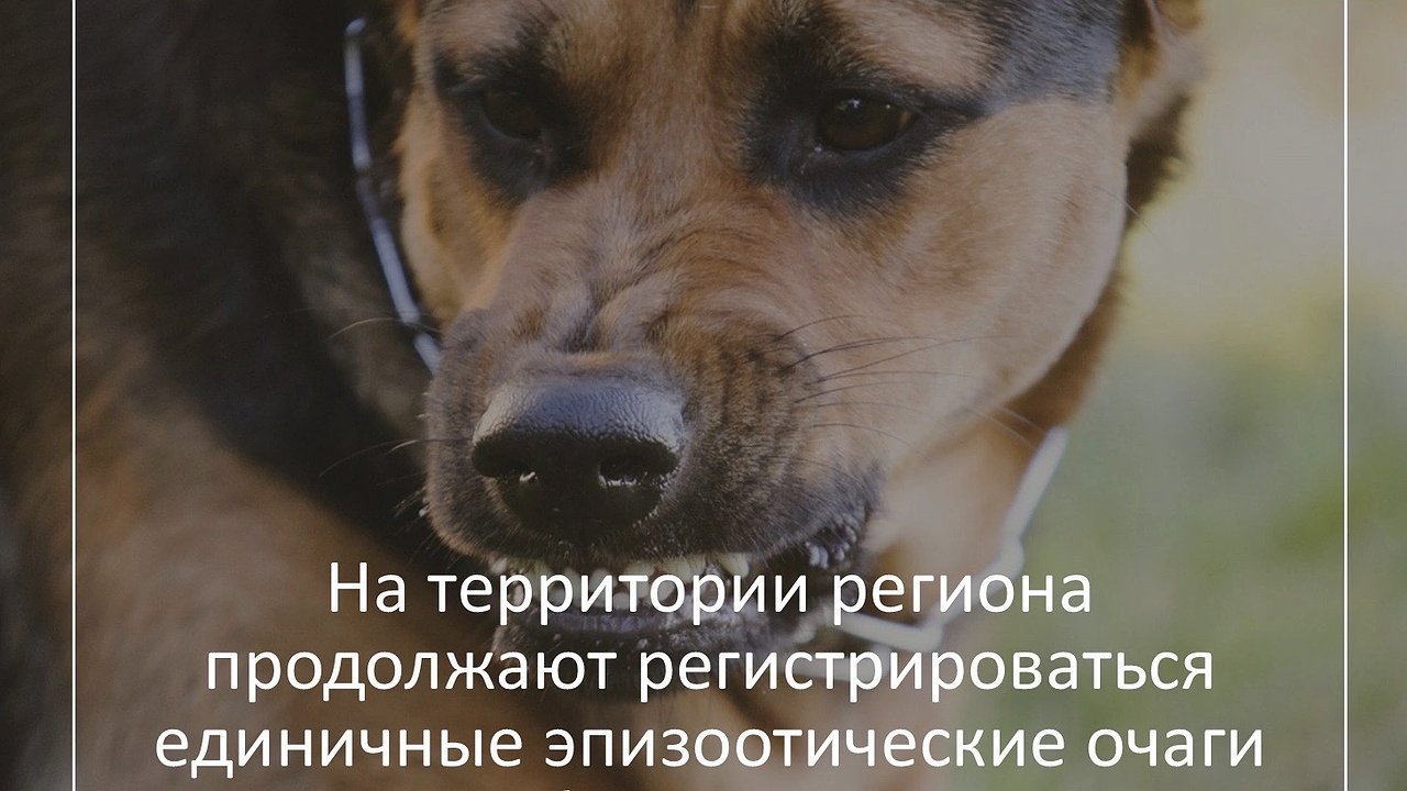 Главная картинка новости: Во Владимирской области выявили новые очаги бешенства