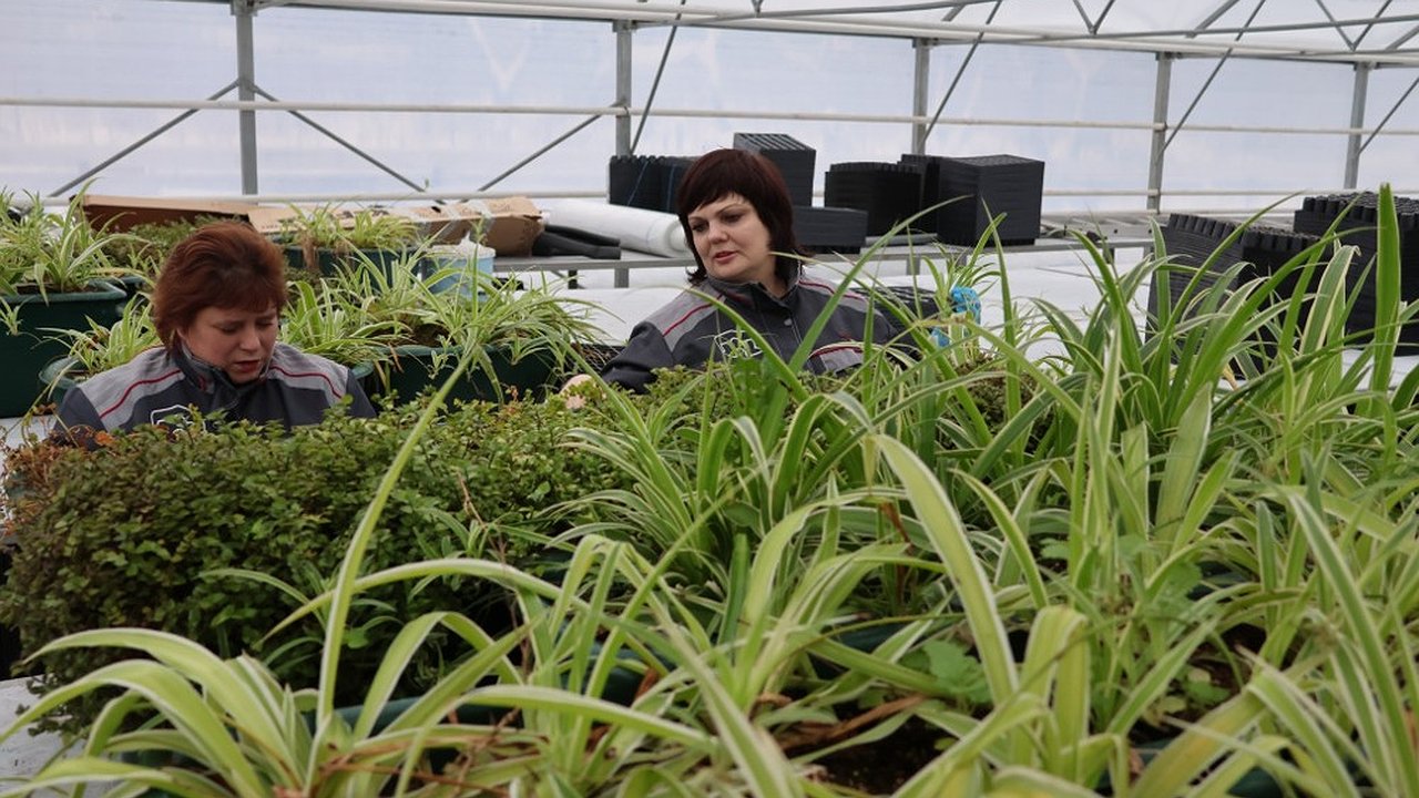 Главная картинка новости: Более 1 000 000 растений планируют высадить во Владимире в весенне-летний сезон