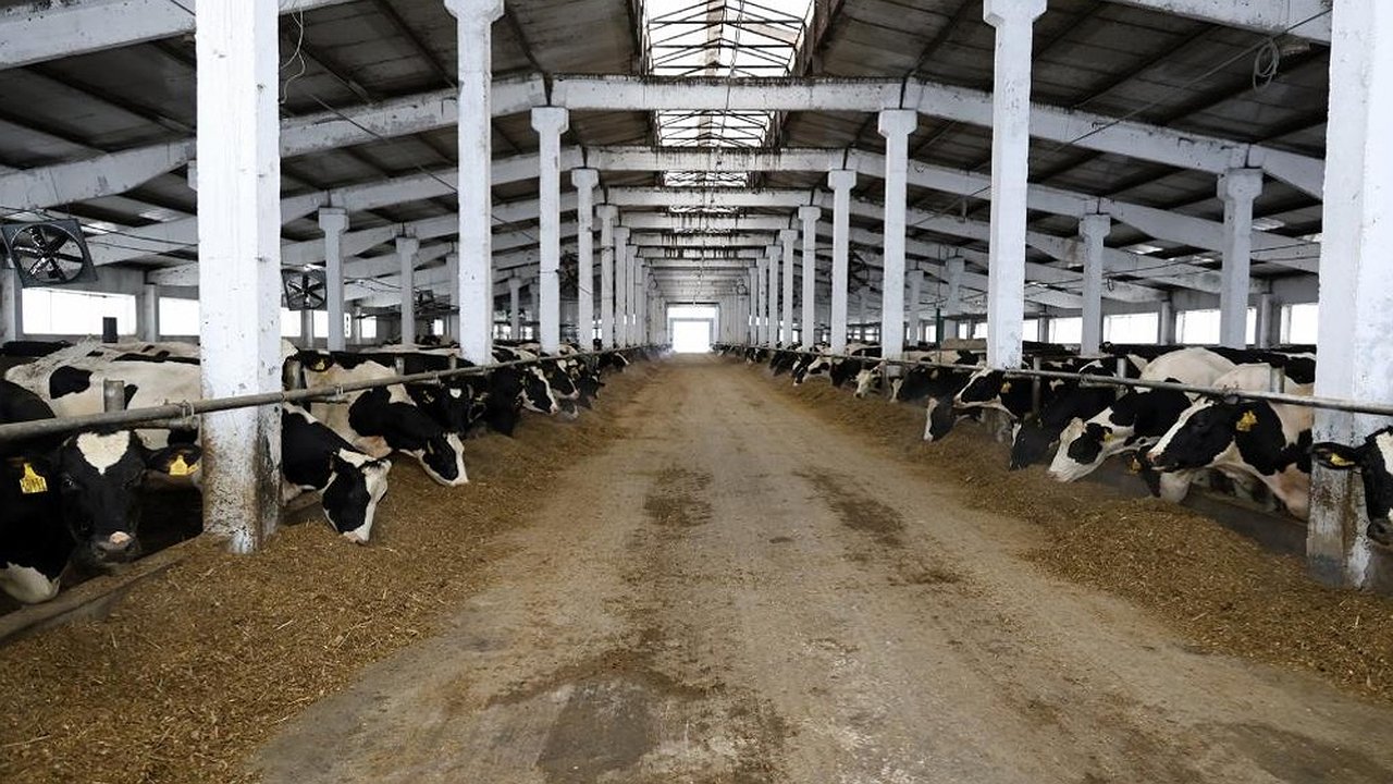 Главная картинка новости: В Ковровском районе завершили реконструкцию крупного животноводческого комплекса