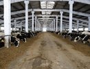 В Ковровском районе завершили реконструкцию крупного животноводческого комплекса