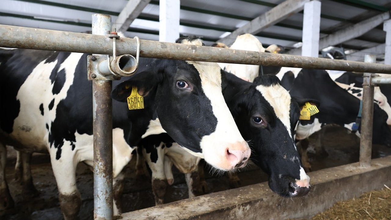 Главная картинка новости: В Селивановском районе откроется модернизированный животноводческий двор