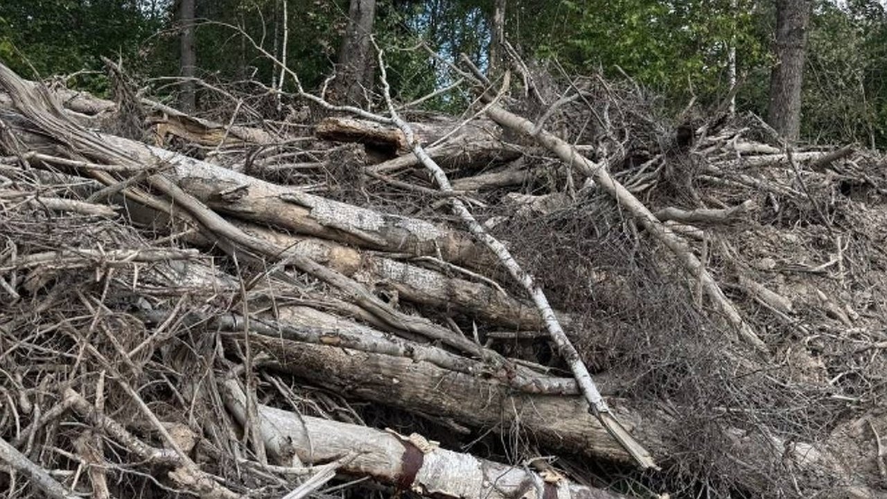 Главная картинка новости: В Александрове предпринимателя оштрафовали на 1 000 000 рублей за незаконную рубку леса