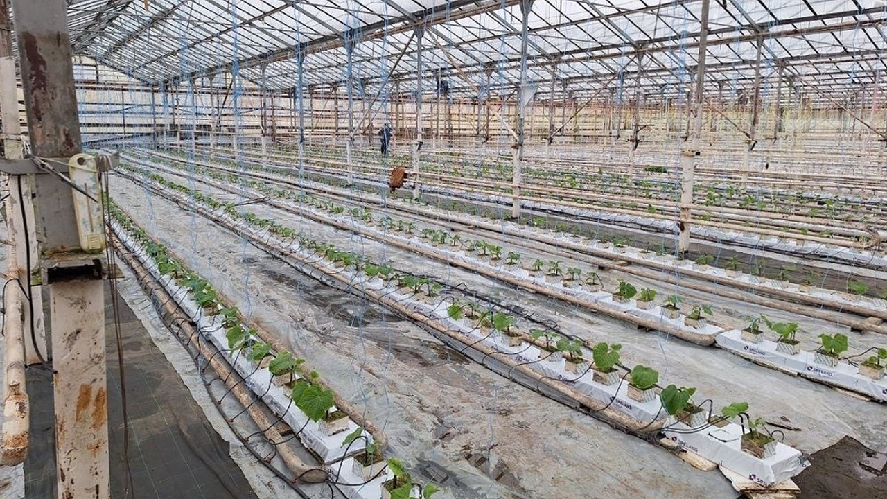 Главная картинка новости: В поселке Вольгинский заработала большая теплица по выращиванию огурцов