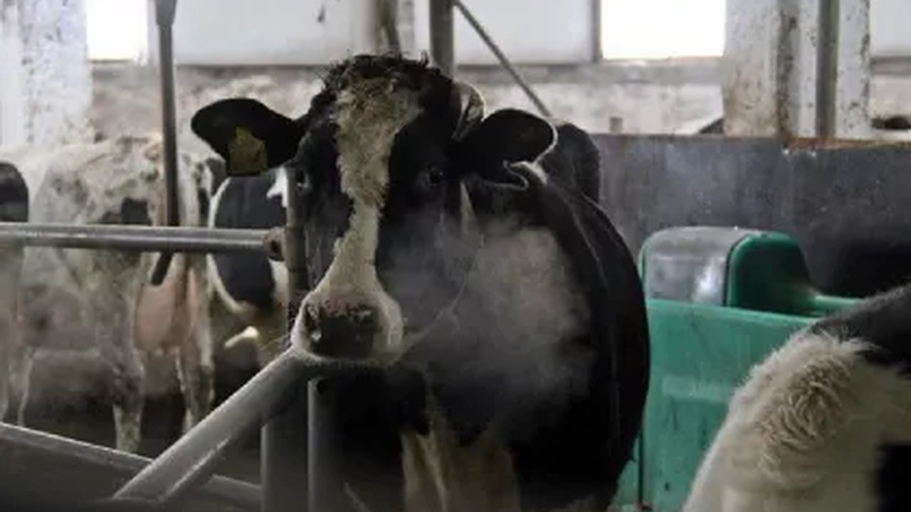 Главная картинка новости: Во Владимирской области заработал первый роботизированный комплекс для доения коров