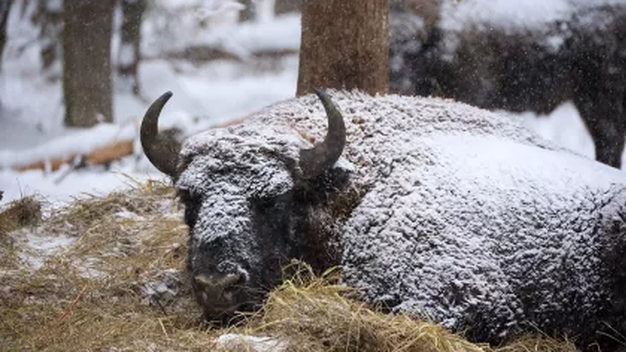 Главная картинка новости: Во Владимирской области для зубров выложили почти 85 тонн корма