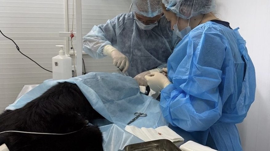 Главная картинка новости: Владимирский хирург спас собаку с тяжелой травмой морды