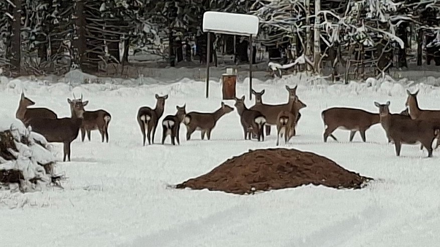 Главная картинка новости: В Суздальском районе сфотографировали пятнистых оленей у кормушки