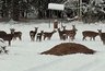 Миниатюра новости: В Суздальском районе сфотографировали пятнистых оленей у кормушки
